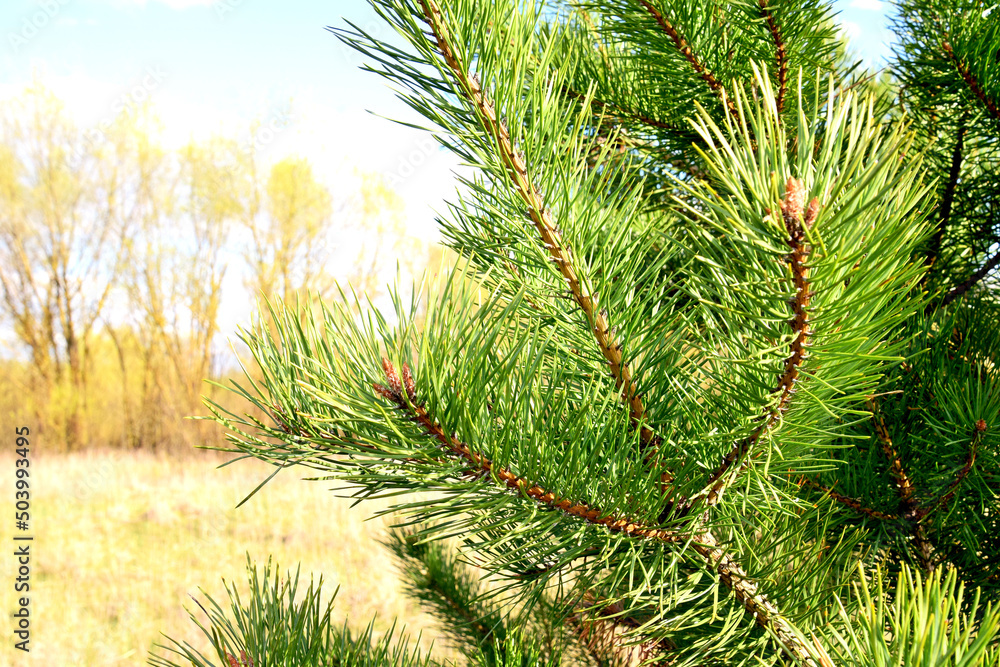 spring sunny day in a pine forest spring sunny day in a pine forest