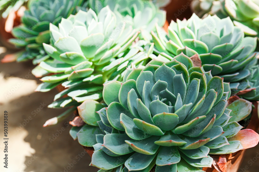 Many beautiful succulent plants as background, top view.
