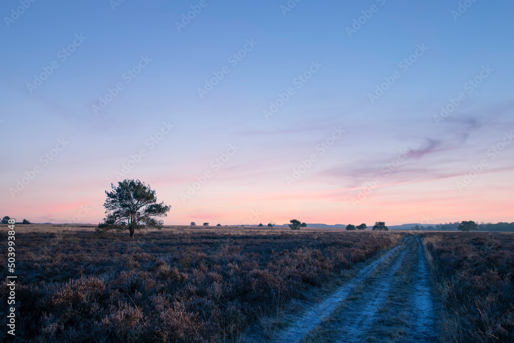 Sunset on the heath in the Veluwe; The Netherlands. Sunset on the heath in the Veluwe; The Netherlands.