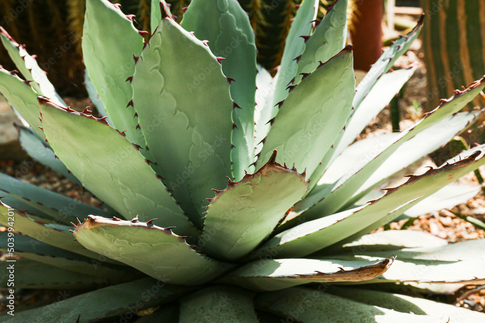 Agave, succulent plant with light green leaves in a tropical garden Agave, succulent plant with light green leaves in a tropical garden