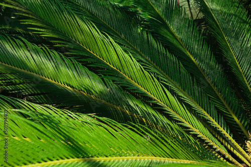 Background of the dark green leaves