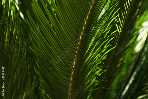 Palm leaves green pattern  abstract tropical background.