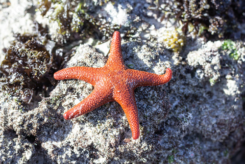 Red Sea Star from Africa