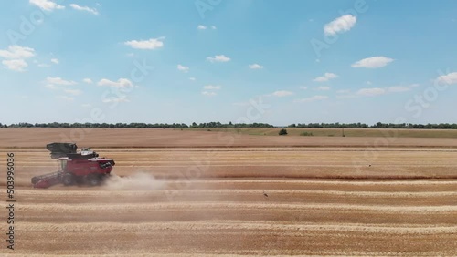 The harvester picks up the grain of wheat in the field, looking at the drone. Grain harvester. Picking grain with a combine harvester on an agronomic field looking from above
