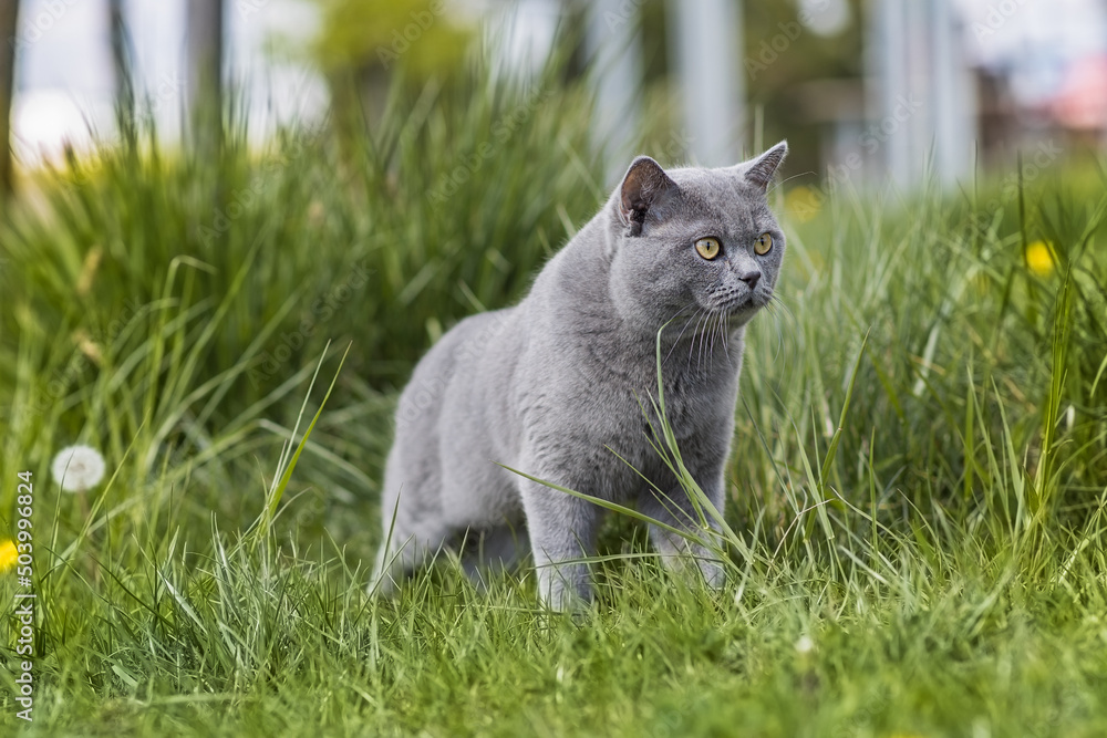 Kot rasowy Brytyjski niebieskowłosy na trawie. - obrazy, fototapety, plakaty 