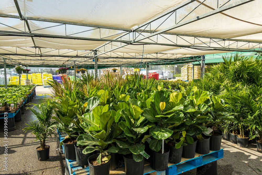 Bedding plants ready to be purchased and planted in flower beds and gardens. Shot in Toronto in Spring. Bedding plants ready to be purchased and planted in flower beds and gardens. Shot in Toronto in Spring.