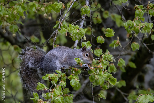 A squirrel munching on branches on an overcast day.