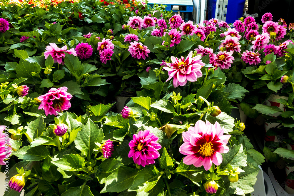 Dalia plants in pots ready to be purchased and planted in flower beds and gardens. Shot in Toronto in Spring. Dalia plants in pots ready to be purchased and planted in flower beds and gardens. Shot in Toronto in Spring.