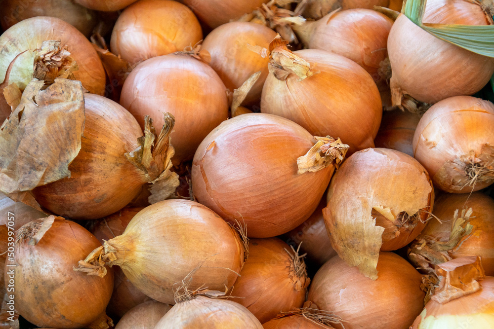 close up fresh raw onions for background close up fresh raw onions for background
