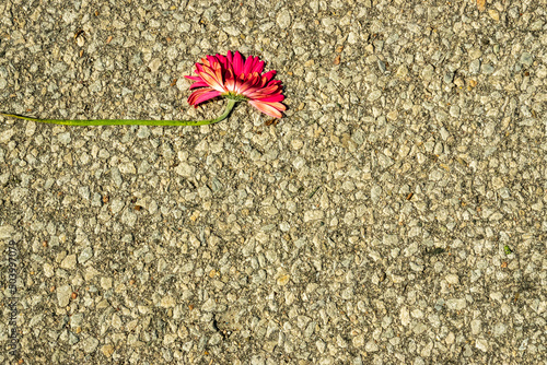 A crushed  warm pink Gerbera daisy (Gerbera jamesonii) floweron a paved small pebble background.  Flower upper left.  Room for text. photo