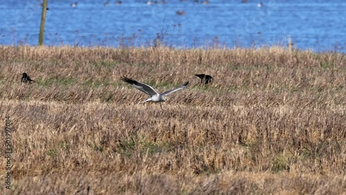 Hen harrier (Circus cyaneus) in its natural environment photo