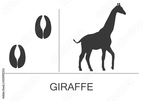 Silhouette and footprints of a giraffe. Vector illustration isolated on white background.