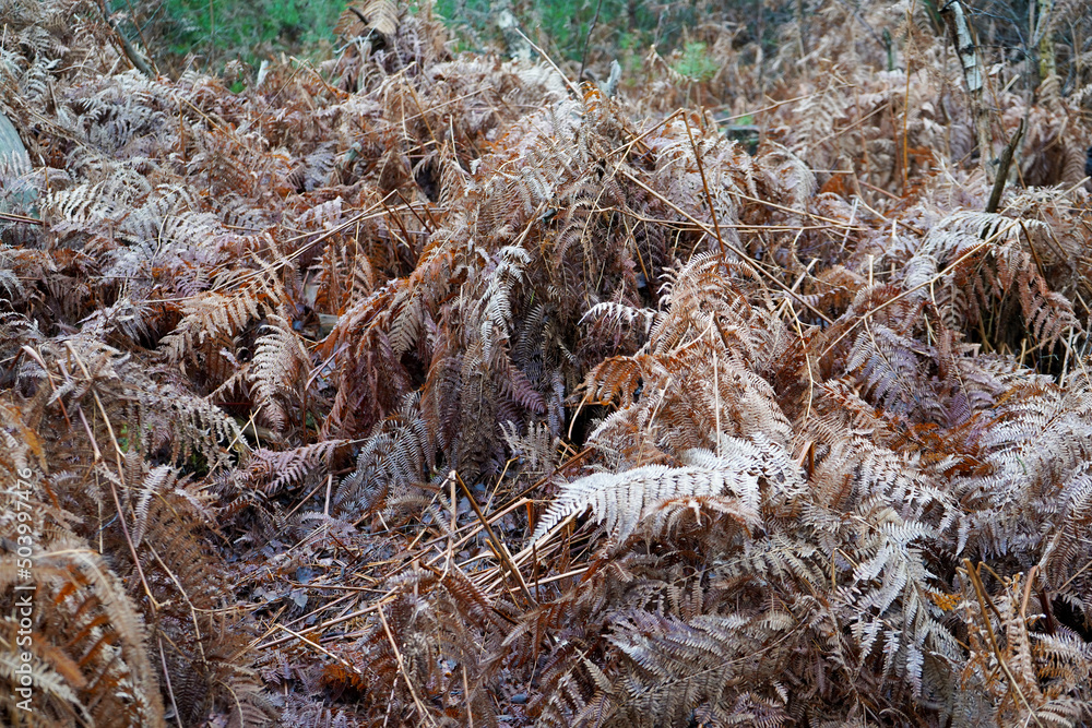 Brown dry old bracken in the woodland Brown dry old bracken in the woodland