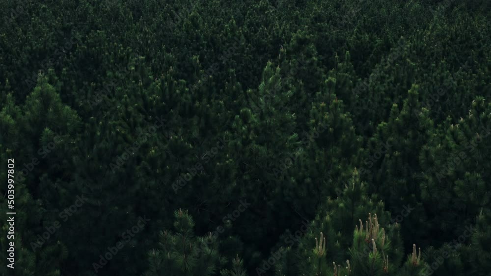 woods trees forest green pattern aerial drone shot woods trees forest green pattern aerial drone shot