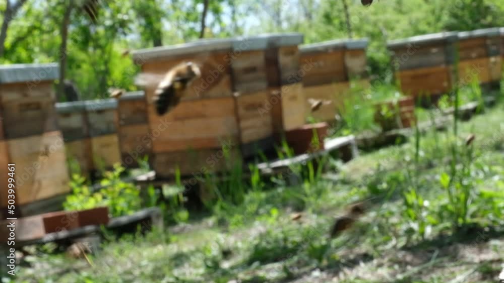 work of bees in the forest apiary