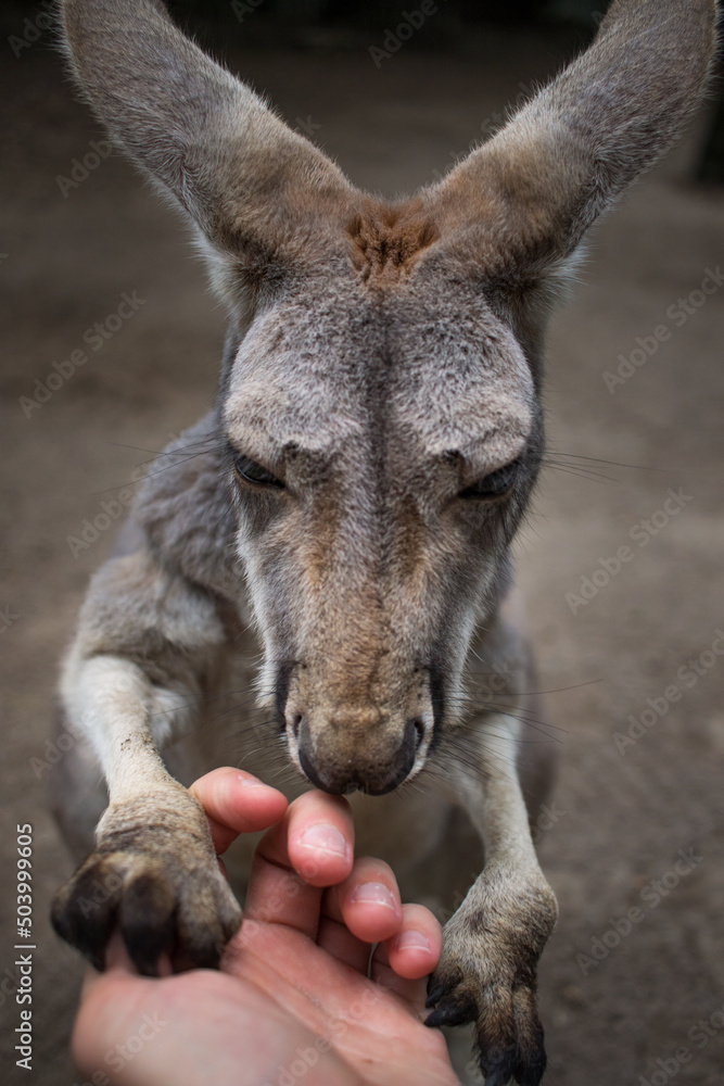 Fototapeta premium kangaroo holding hands