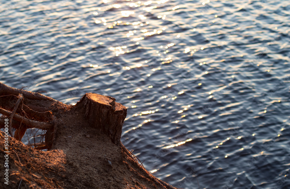 Stump of a cut down tree on a beach cliff during sunrise