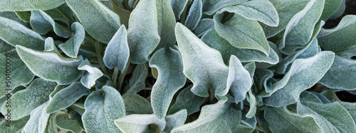 Background banner from a plant Stachys byzantina or woolly betony, lamb's ear. Green leaf texture.