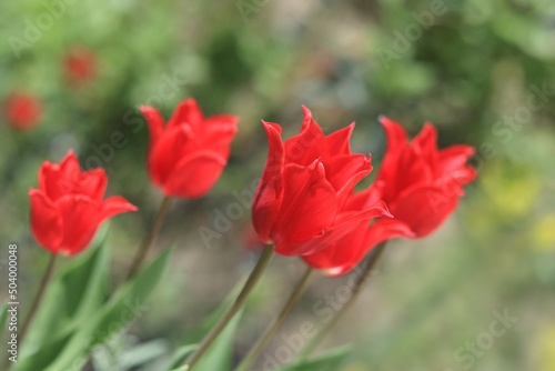 Soft focus. Red Tulips close up. Tulip bud. Blooming flowers. Spring background. Bouquet of bright red Tulips on blurred natural green background. Floral background. Spring flowering