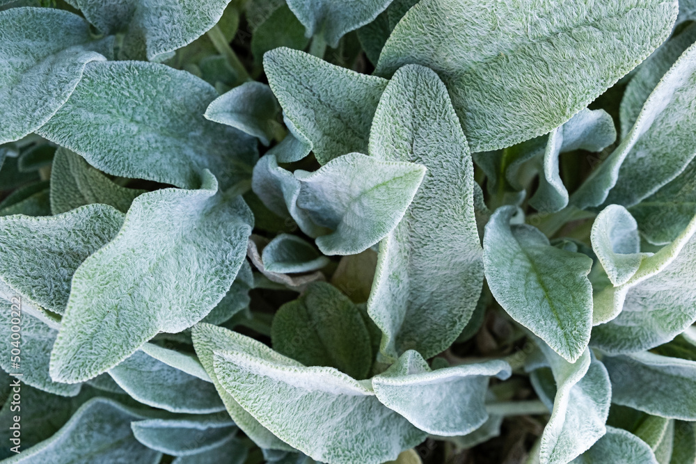Fototapeta premium Background from a plant Stachys byzantina or woolly betony, lamb's ear. Green leaf texture.