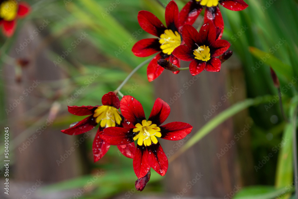 Fototapeta premium 水仙アヤメの花