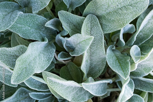 Background from a plant Stachys byzantina or woolly betony, lamb's ear. Green leaf texture. photo