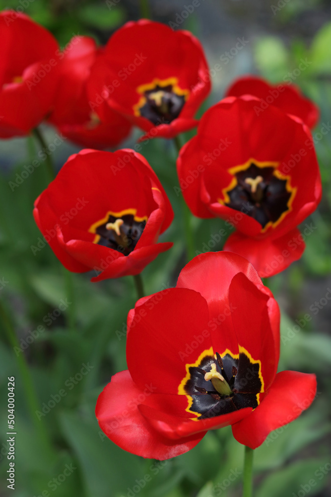 Red Tulips close up. Blooming flowers. Spring background. Bouquet of bright red Tulips on blurred natural green background. Floral background. Flowering plant. Tulipa Red Tulips close up. Blooming flowers. Spring background. Bouquet of bright red Tulips on blurred natural green background. Floral background. Flowering plant. Tulipa