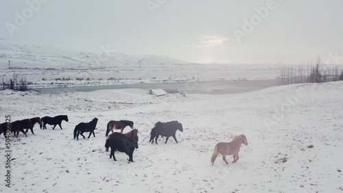 Wild horses, volcanic landscape,above, aerial view, wild nature in snowy winter, Icelandic Highlands, Pakgil, Suourland, Iceland, Polar Regions photo