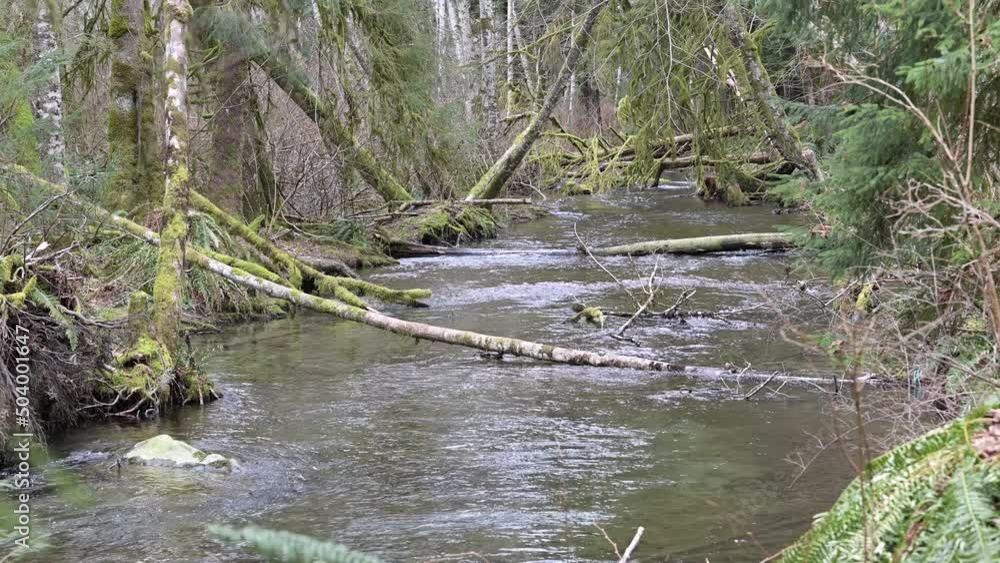 Creek flowing through mossy forest Creek flowing through mossy forest