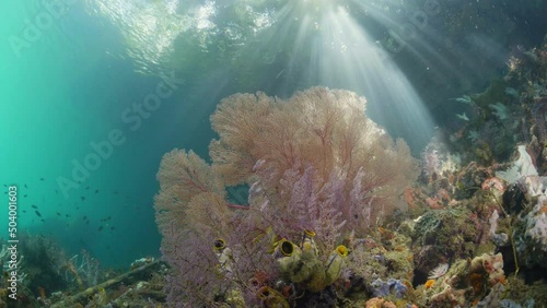 Orange and pink soft coral fan in shallow water with sun rays entering the water