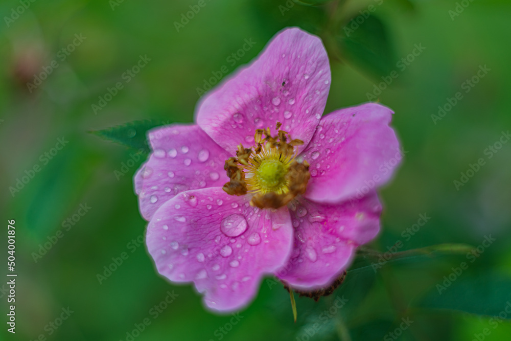 Flowers- soft focus effect. Depth of field Flowers- soft focus effect. Depth of field