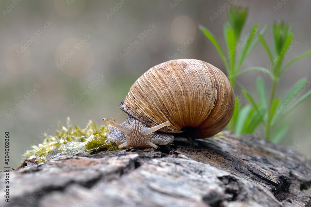 The snail rides after the rain in the park. The snail rides after the rain in the park.
