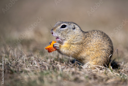 Ground squirrel eats food on the pasture. photo