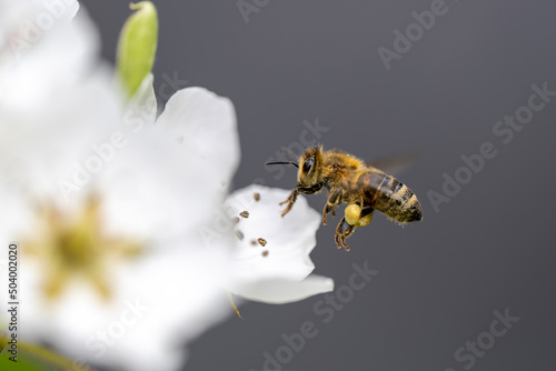 A bee flies from flower to flower and collects nectar. © Martin