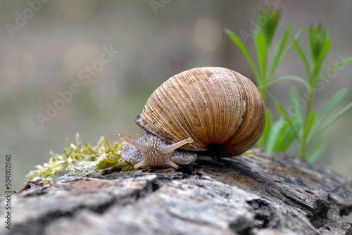 The snail rides after the rain in the park.