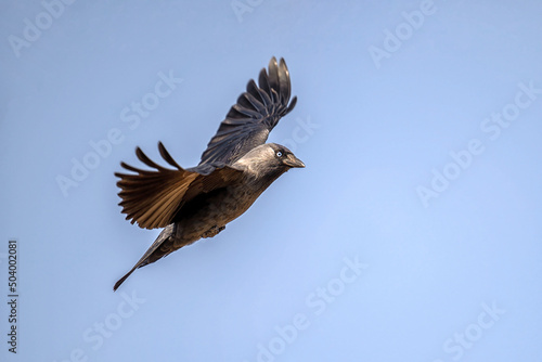 The jackdaw flies over the meadow. © Martin