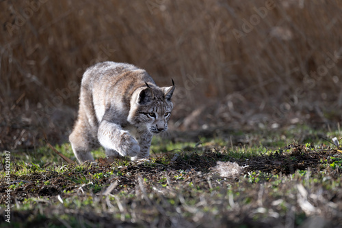 The lynx cub runs across the meadow and would like to play.