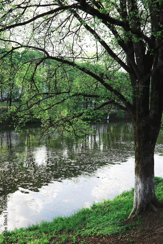 Spring nature background. Forest landscape. Green trees and grass on a spring morning. Spring nature background. Forest landscape. Green trees and grass on a spring morning.