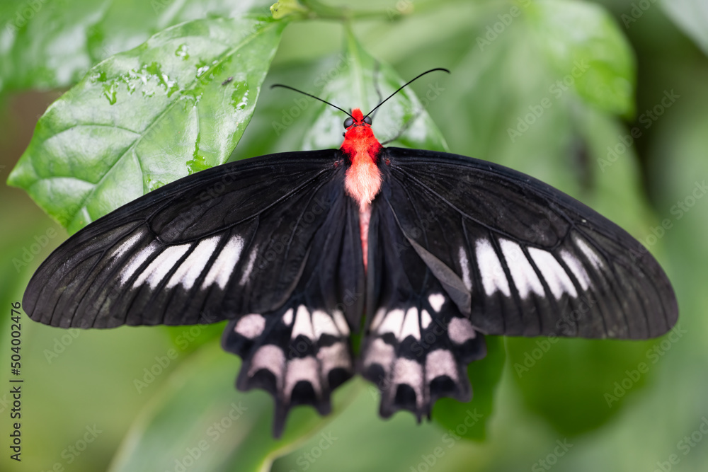 Fototapeta premium freshly hatched butterflies at the show.