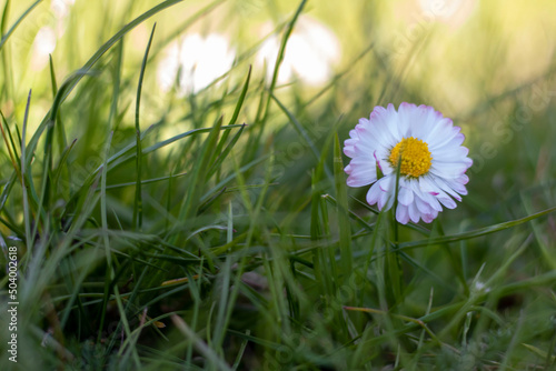daisy flower in grass