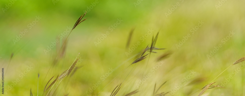 Close up beautiful nature view grass flower under sunlight with bokeh and copy space using as background natural plants landscape, fresh ecology cover page concept.