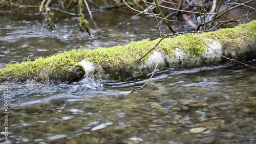 Mossy log in flowing creek