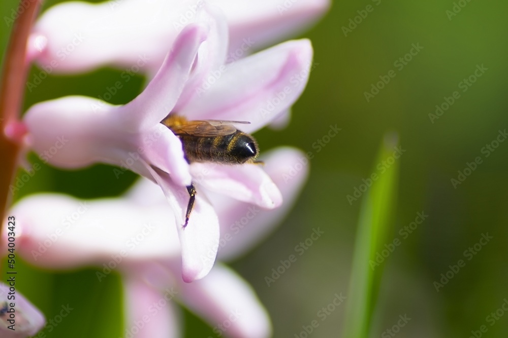 Bee on pink hyacinth flower. close up collecting pollen in a blooming garden Bee on pink hyacinth flower. close up collecting pollen in a blooming garden