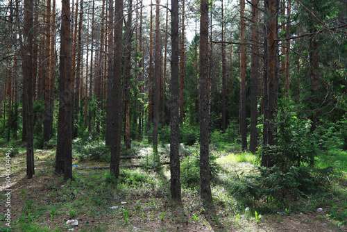 Fir branches with cones. Pinery. Trees in the forest. Glare of the sun.