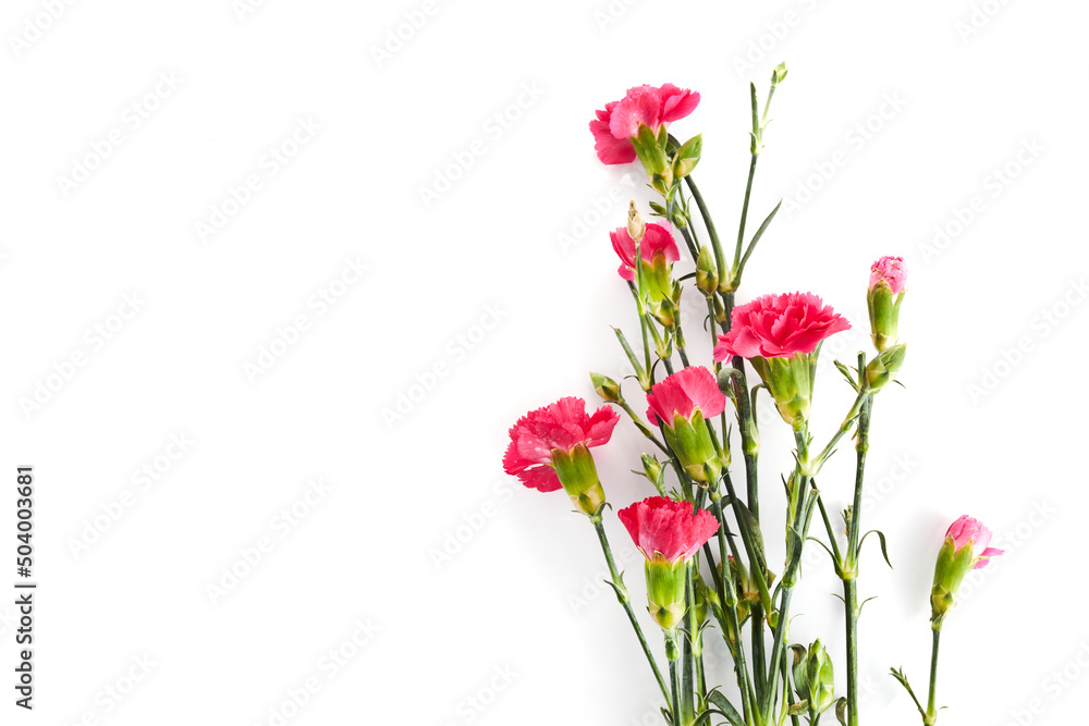 Branch pink carnation flowers isolated on white background