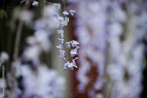 blooming wisteria flowers