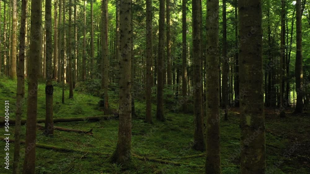 Beautiful green forest trees slow flying through. Beautiful green forest trees slow flying through.