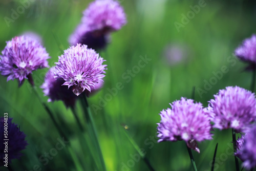 Plants and flowers macro. Detail of petals and leaves at sunset. Natural nature background.