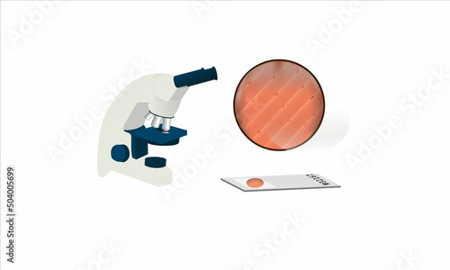 microscope, histological slide and muscle tissue under microscope, vector