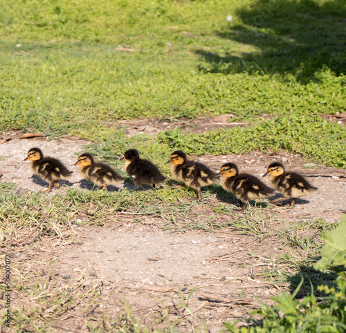 little ducks on the grass